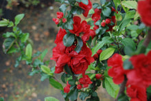 Chaenomeles speciosa  'Scarlet Storm' PP20951 / Proven Winner® Color Choice® DOUBLE TAKE® Scarlet