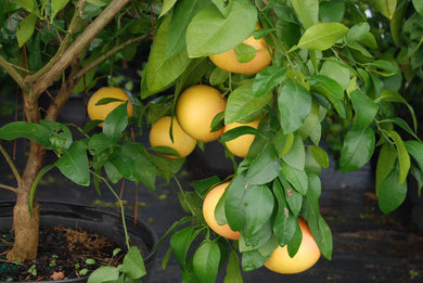 Citrus paradisi 'Augusta Hardy Pink'