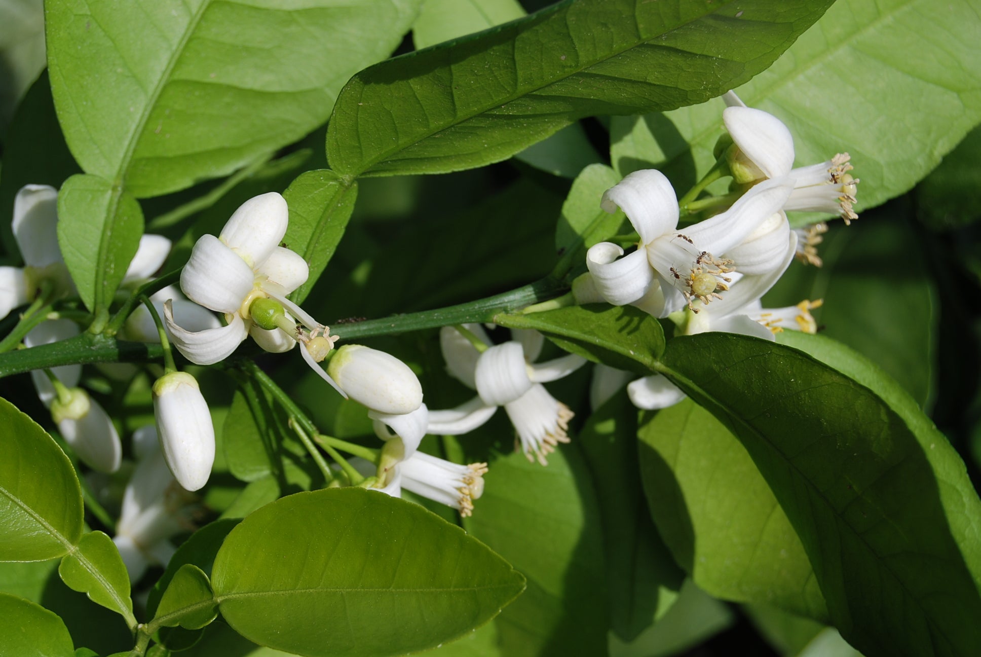 Citrus Paradisi Augusta Hardy Pink Nurseries Caroliniana citrus-paradisi-augusta-hardy-pink-nurseries-caroliniana