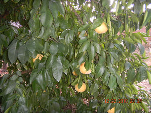 Citrus paradisi 'Augusta Hardy Pink'