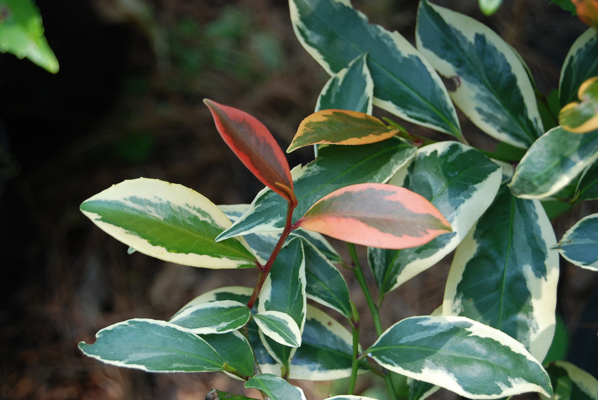 cleyera-japonica-tokyo-sunrise-nurseries-caroliniana