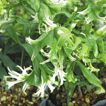 Colysis elliptica f. crispa-variegata
