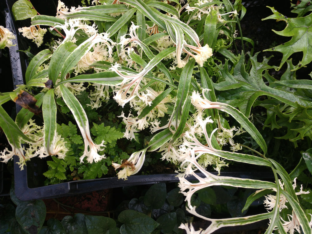 Colysis elliptica f. crispa-variegata
