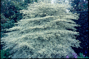 Cornus alternifolia 'Argentea'