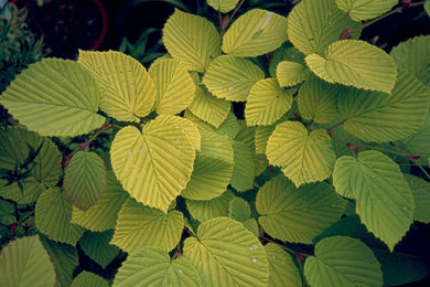 Corylopsis spicata ‘Ogon’