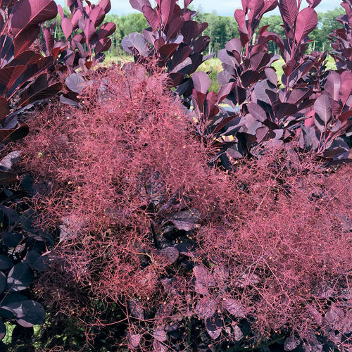 Cotinus coggygria 'NCCO1