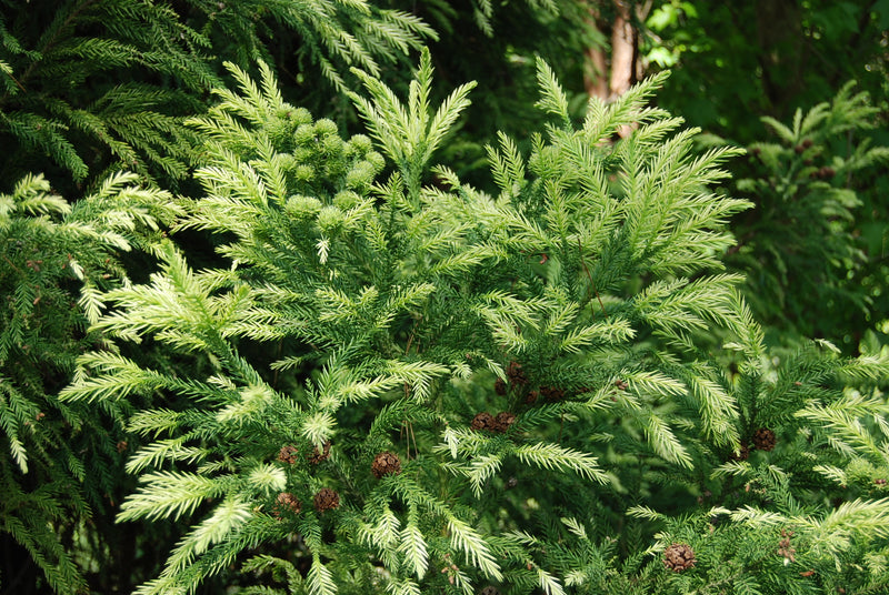 ガーデン マルティン・シュリーク Cryptomeria japonica 'Sekkan sugi' - Golden Japanese Cedar