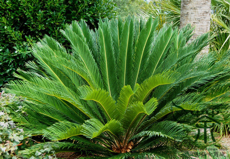 Sago Palm (Cycas revoluta) 7 Cycas revoluta
