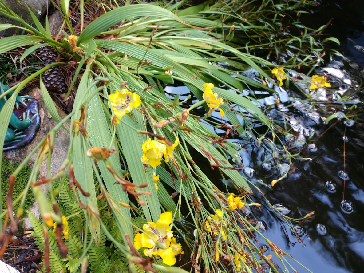 Cypella herbertii var. brevicristata – Nurseries Caroliniana