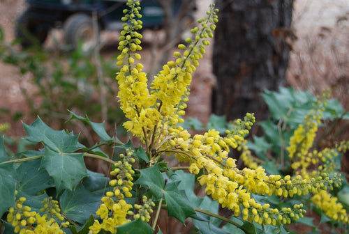 Mahonia media 'Cantab'