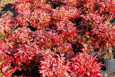 Nandina domestica 'Firepower'