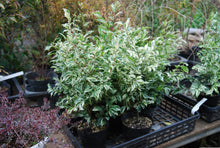 Eurya japonica 'Meadow Snow'