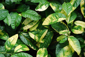 Camellia sinensis f. macrophylla 'Yellow Tea'