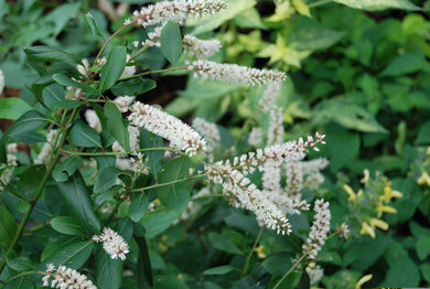 Itea virginica 'Crawfish Boil'