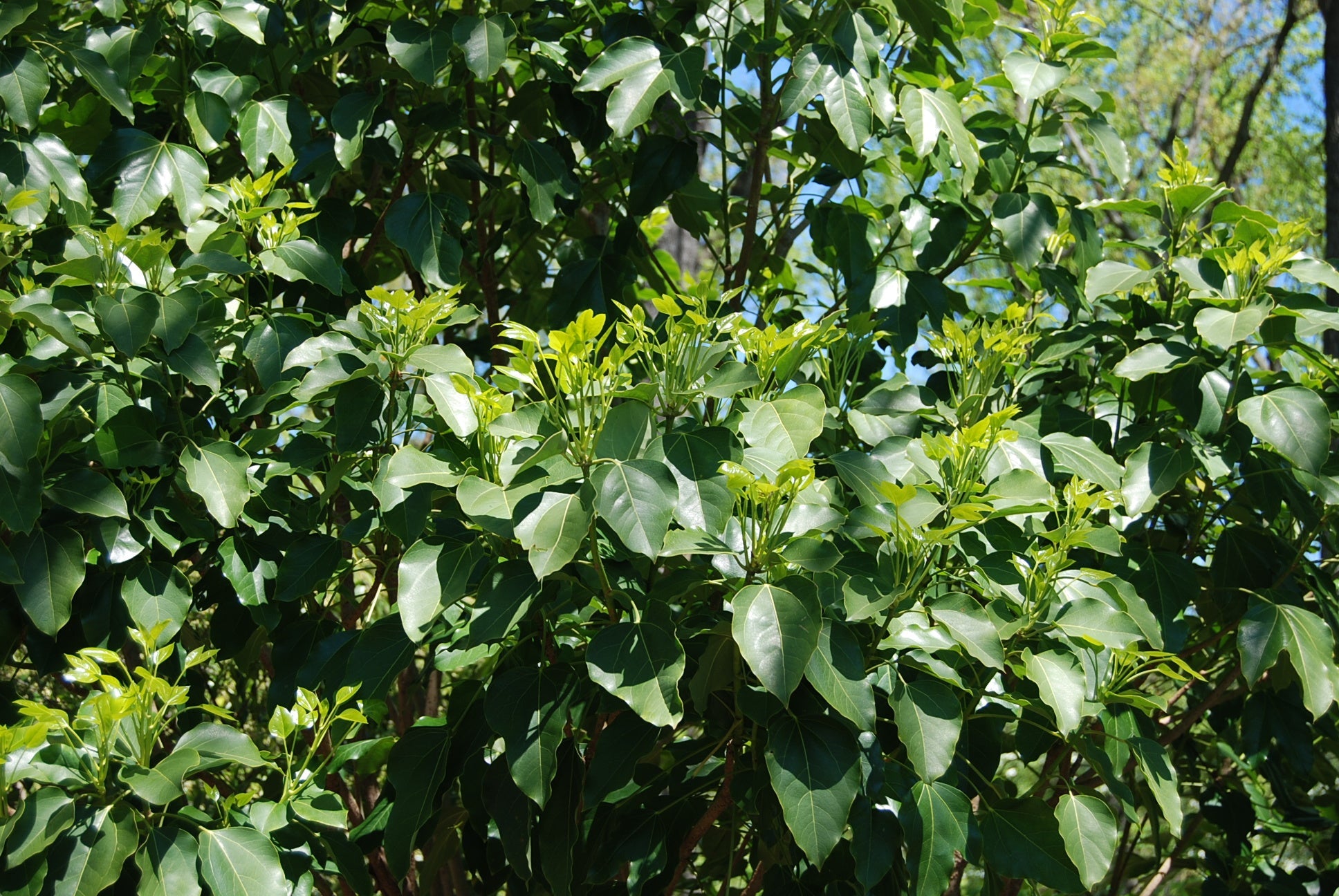 Dendropanax trifidus – Nurseries Caroliniana dendropanax-trifidus-nurseries-caroliniana