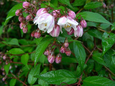 Deutzia hybrida 'Pink Minor'