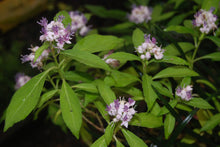 Dichroa febrifuga ‘Yamaguchi Narrow-leaf'