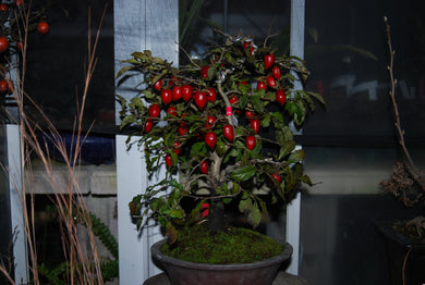 Diospyros rhombifolia 'Miyakobeni'