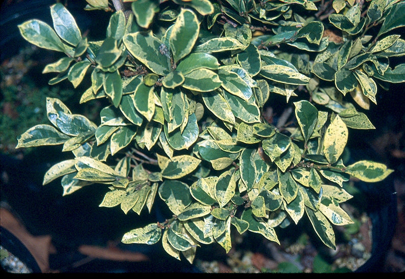 Distylium racemosa 'Akebono'