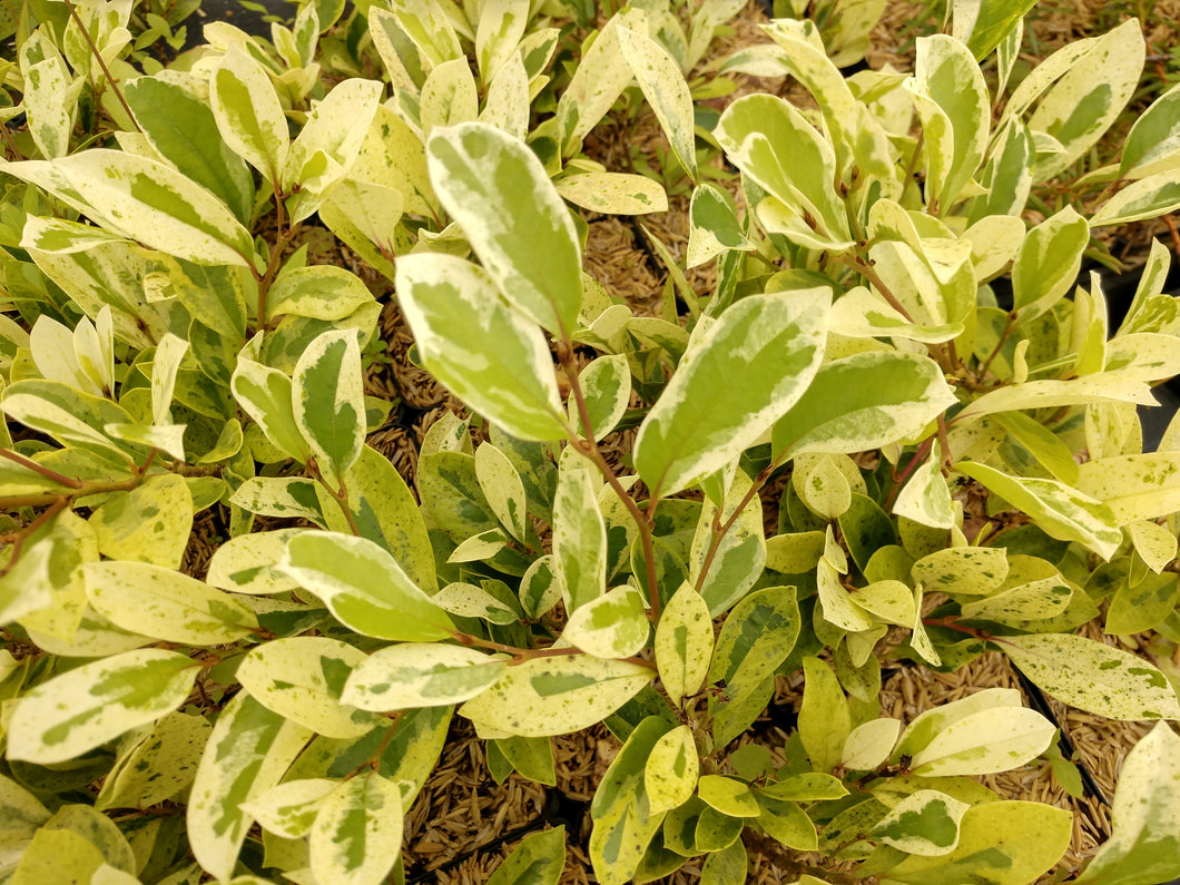 Distylium racemosa 'Akebono'
