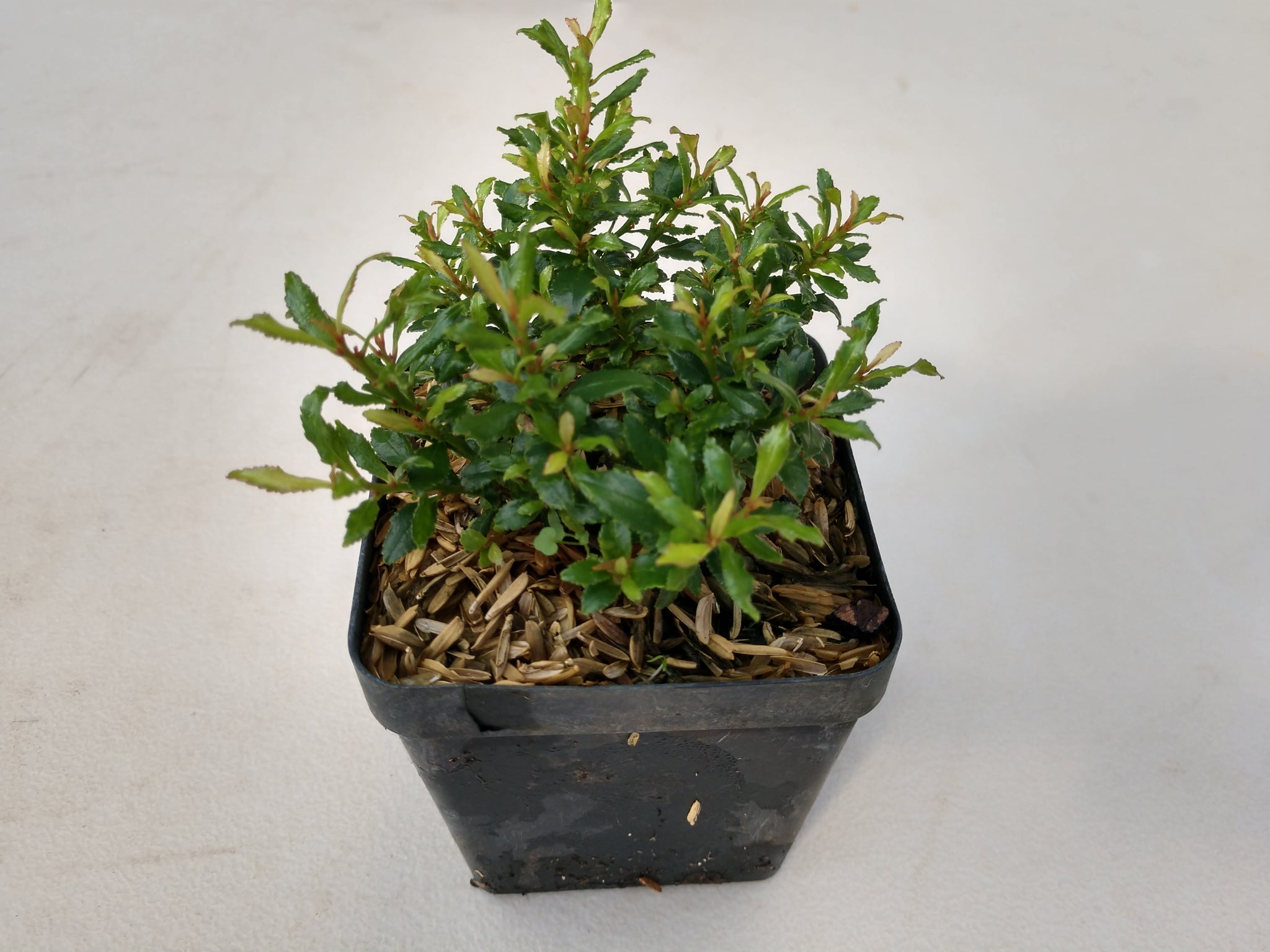 Distilium Racemocum Distylium racemosum 'Yatsufusa' – Nurseries Caroliniana