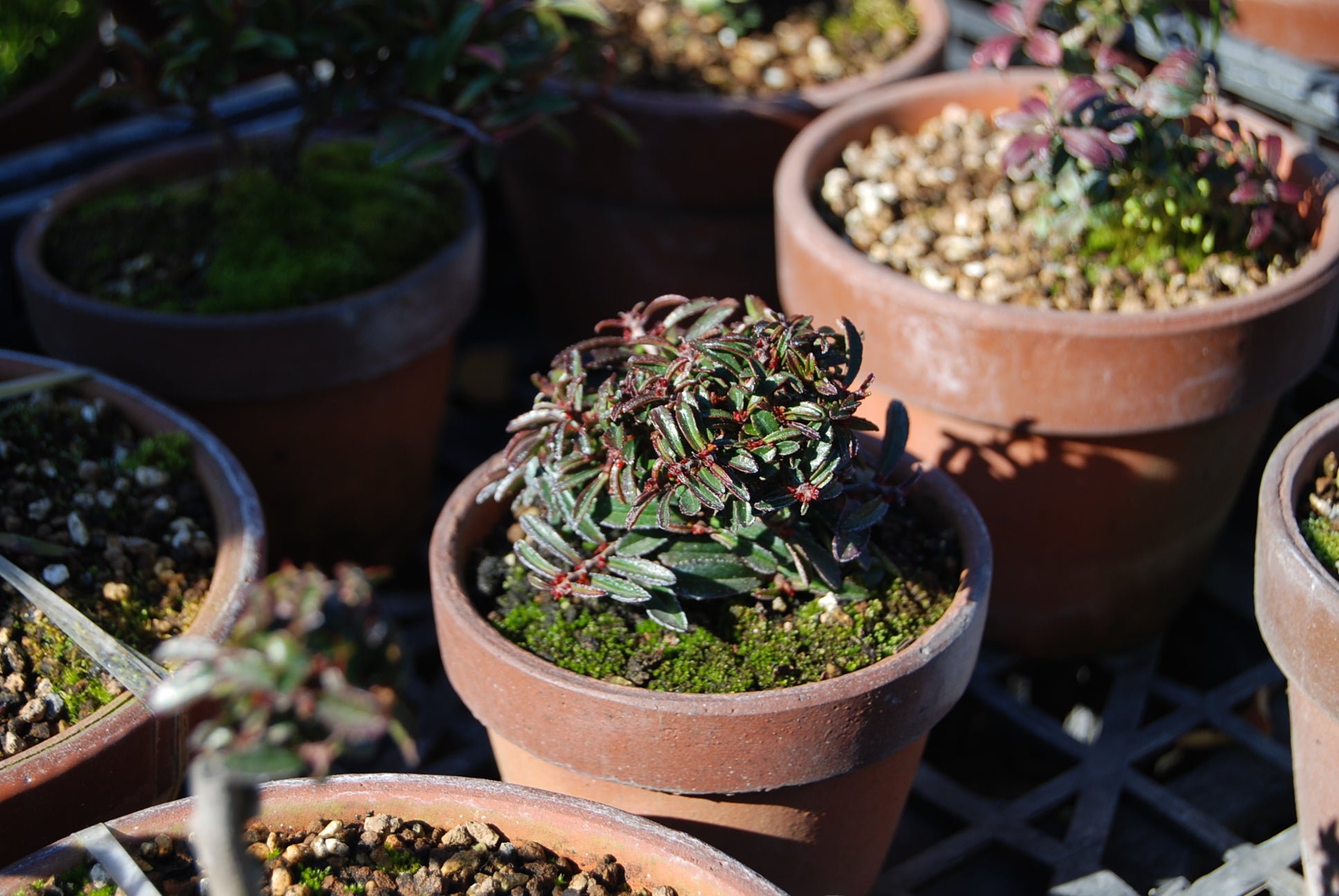 Distilium Racemocum Distylium racemosum 'Yatsufusa' – Nurseries Caroliniana