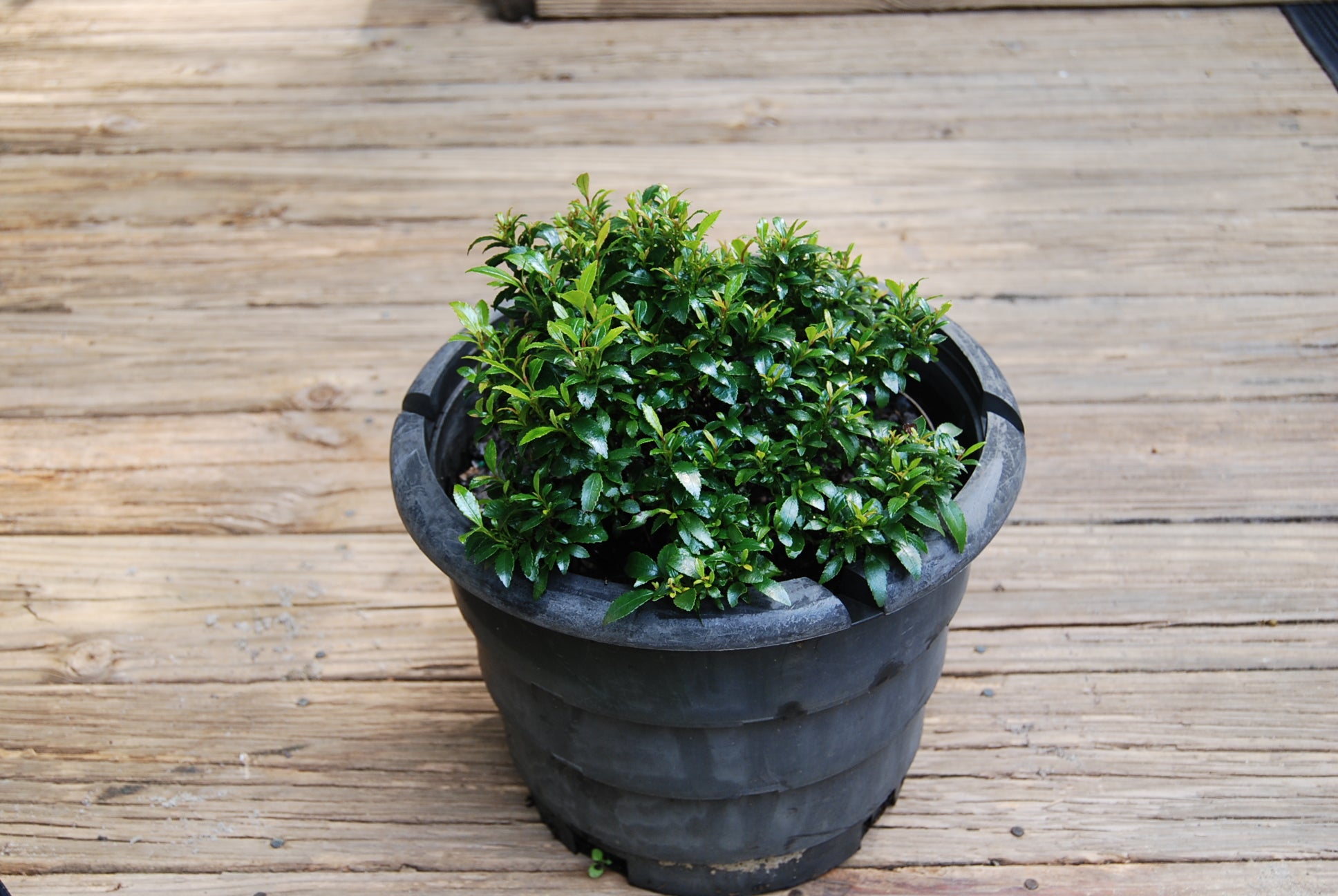 Distilium Racemocum Distylium racemosum 'Yatsufusa' – Nurseries Caroliniana