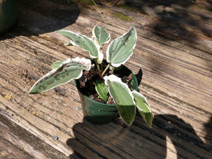 Drimiopsis maculata 'Indonesian Variegated'