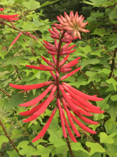 Erythrina herbacea 'Santee'