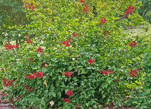 Erythrina herbacea 'Santee'