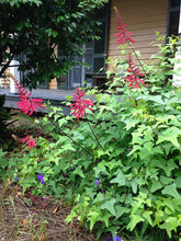 Erythrina herbacea 'Santee'