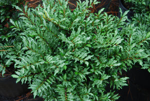 Eurya japonica 'Moutiers'