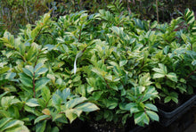 Eurya japonica 'Golden Spreader'