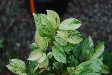 Eurya japonica 'Golden Spreader'
