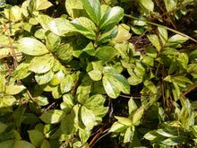 Eurya japonica 'Golden Spreader'