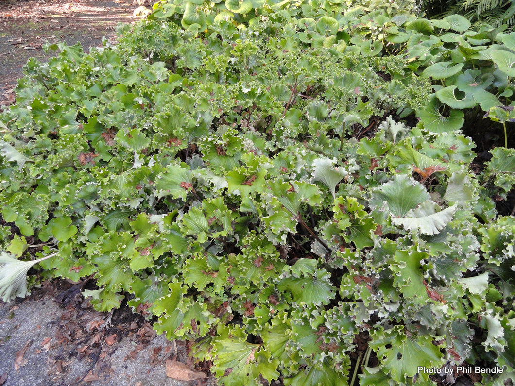 Farfugium japonicum 'Crispata'