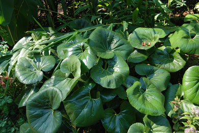 Farfugium japonicum 'Gigantea'
