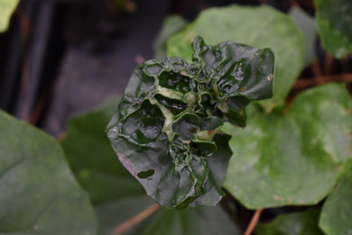 Farfugium japonicum 'Ryuto'