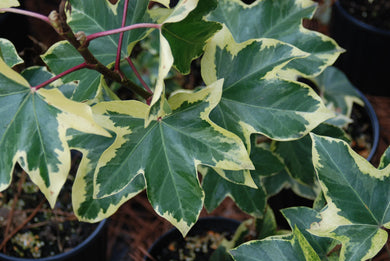 Fatshedera lizei 'Angyo Star'