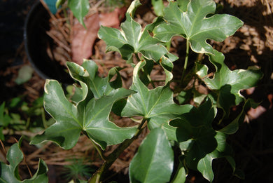 Fatshedera lizei 'Curly'