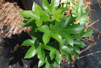 Fatshedera lizei 'Pixie'