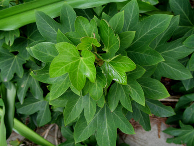 Fatshedera lizei