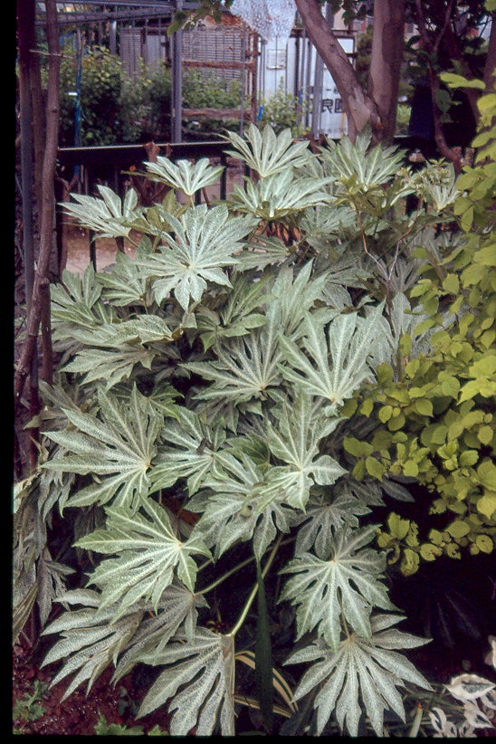 spider's web plant Fatsia japonica 'Spider Web' – Nurseries Caroliniana