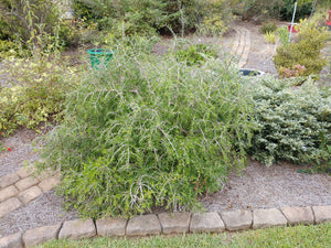 Forestiera angustifolia 'Pendula'
