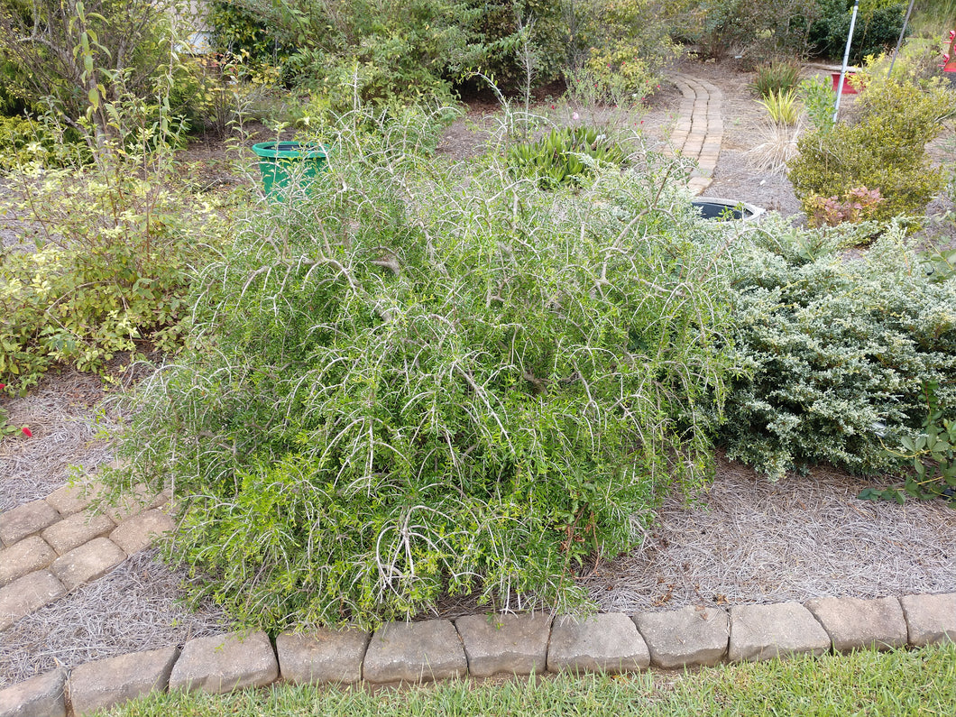 Forestiera angustifolia 'Pendula' - Main Image