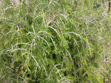 Forestiera angustifolia 'Pendula'