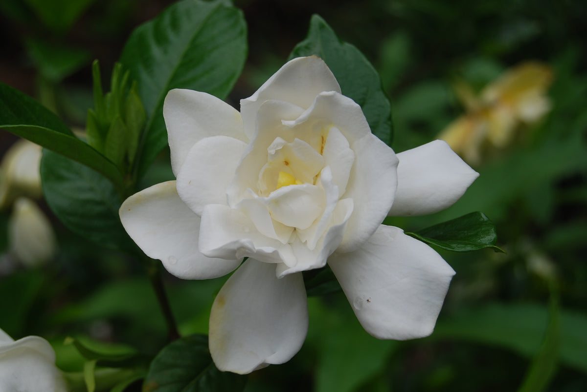 Gardenia jasminoides ‘Chuck Hayes' – Nurseries Caroliniana