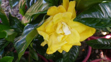 Gardenia jasminoides ‘Golden Magic’