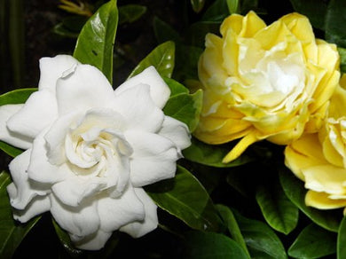 Gardenia jasminoides ‘Golden Magic’