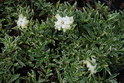 Gardenia jasminoides radicans 'Silver Lining'